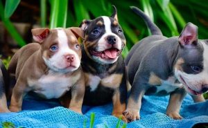 Welcome To American Bully Club