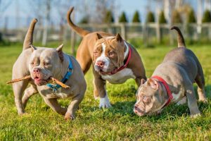 American Bully Club